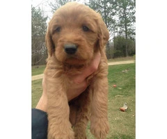 Beautiful low to non shedding Labradoodle puppies - 3
