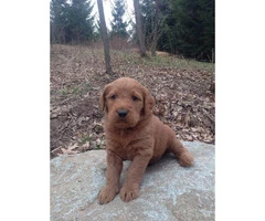 Beautiful low to non shedding Labradoodle puppies - 4