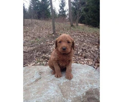 Beautiful low to non shedding Labradoodle puppies - 7