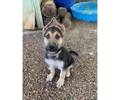 9 weeks Male German Shepherd Pups for Sale - 2