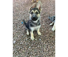 9 weeks Male German Shepherd Pups for Sale - 3