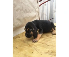 Pure bred litter of blood hound puppies 5 males - 1