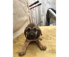 Pure bred litter of blood hound puppies 5 males - 2