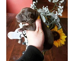 8 absolutely gorgeous AKC Labrador retriever puppies - 1