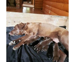 8 absolutely gorgeous AKC Labrador retriever puppies - 4