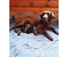 8 absolutely gorgeous AKC Labrador retriever puppies - 5