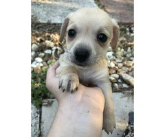 9 week old designer breed Chiweenie puppies for sale - 1