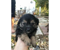 9 week old designer breed Chiweenie puppies for sale - 2