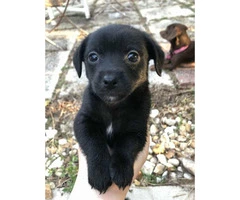 9 week old designer breed Chiweenie puppies for sale - 3