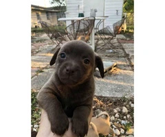 9 week old designer breed Chiweenie puppies for sale - 4