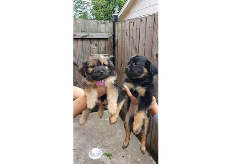 2 females left Shichi Puppies for sale