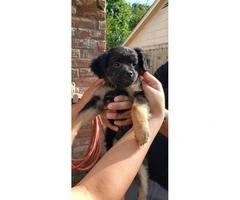 2 females left Shichi Puppies for sale