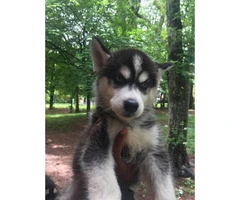 10 weeks old Male Husky Puppy for Sale - 1