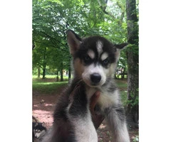 10 weeks old Male Husky Puppy for Sale - 2