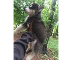 10 weeks old Male Husky Puppy for Sale - 3