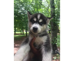 10 weeks old Male Husky Puppy for Sale - 4