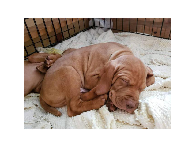 9 weeks old AKC registered Hungarian Vizsla puppies in