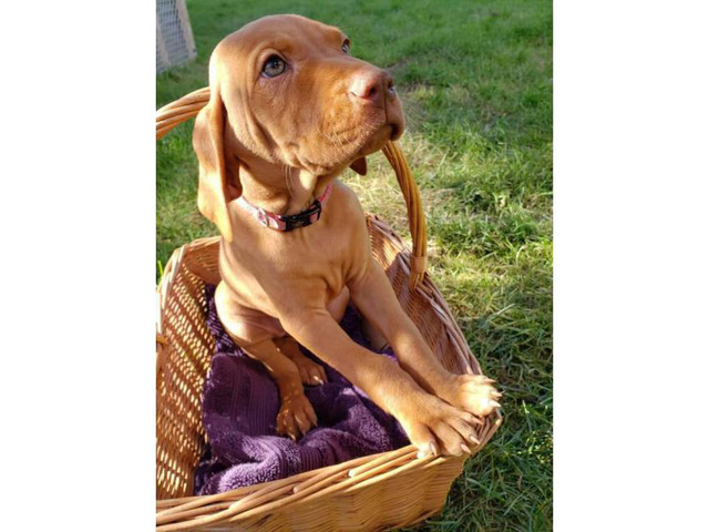 9 weeks old AKC registered Hungarian Vizsla puppies in