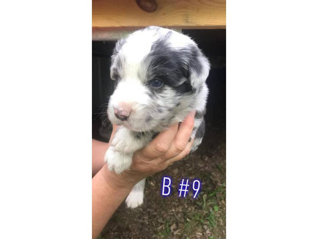 Full Blooded Australian Shepard puppies Berea - Puppies for Sale Near Me