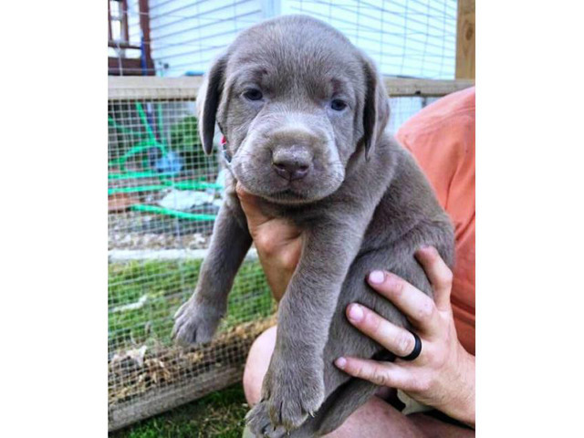 3 AKC charcoal female with silver female lab puppies for