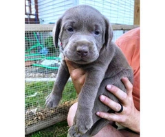 3 AKC charcoal female with silver female lab puppies for sale