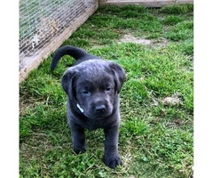 3 AKC charcoal female with silver female lab puppies for sale - 2