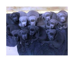 3 AKC charcoal female with silver female lab puppies for sale - 3