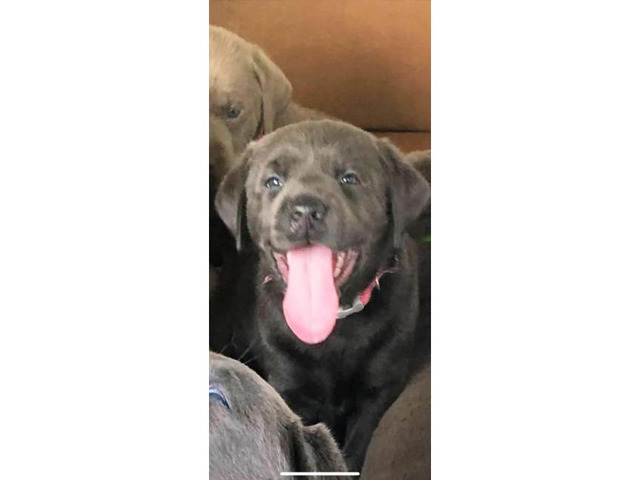 3 AKC charcoal female with silver female lab puppies for ...