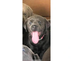 3 AKC charcoal female with silver female lab puppies for sale - 6