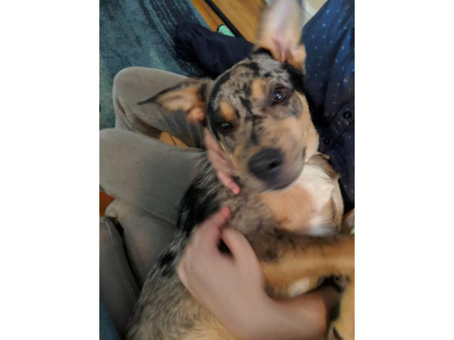 One Male Texas Heeler puppy for Sale in Boston
