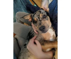 One Male Texas Heeler puppy for Sale - 3