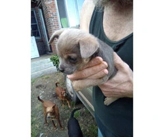 Female Standard Size Chihuahua Puppy for Sale