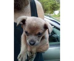 Female Standard Size Chihuahua Puppy for Sale - 2
