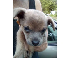 Female Standard Size Chihuahua Puppy for Sale - 3