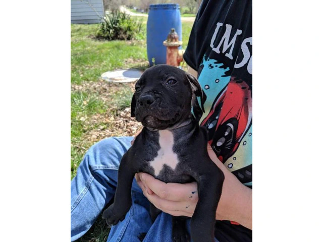 6 bully puppies for adoption - 4/5