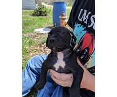 6 bully puppies for adoption - 4