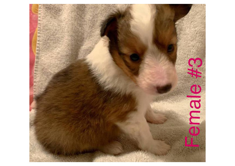 3 Adorable Sheltie puppies still available