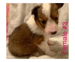 3 Adorable Sheltie puppies still available