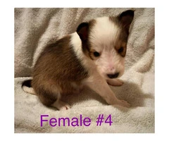 3 Adorable Sheltie puppies still available - 2