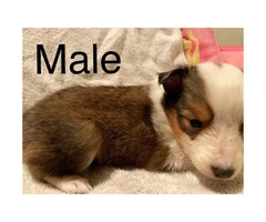 3 Adorable Sheltie puppies still available - 3