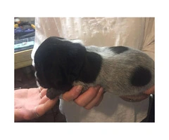Registered German Wirehaired puppies for Sale - 3