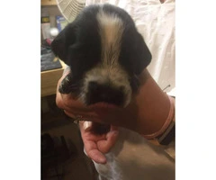 Registered German Wirehaired puppies for Sale - 6