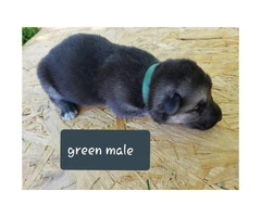 CHEAP German Shepherd puppies 4 Females and 5 Males available - 1