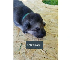 CHEAP German Shepherd puppies 4 Females and 5 Males available - 2