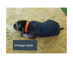 CHEAP German Shepherd puppies 4 Females and 5 Males available - 3