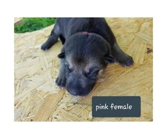 CHEAP German Shepherd puppies 4 Females and 5 Males available - 5