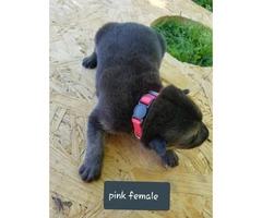 CHEAP German Shepherd puppies 4 Females and 5 Males available - 6