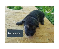 CHEAP German Shepherd puppies 4 Females and 5 Males available - 7