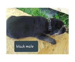 CHEAP German Shepherd puppies 4 Females and 5 Males available - 8