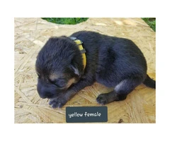 CHEAP German Shepherd puppies 4 Females and 5 Males available - 9